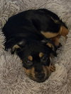Roxy