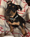 Roxy