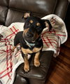 Roxy