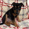 Roxy