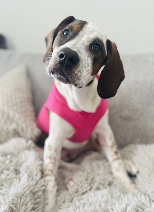 Cambria