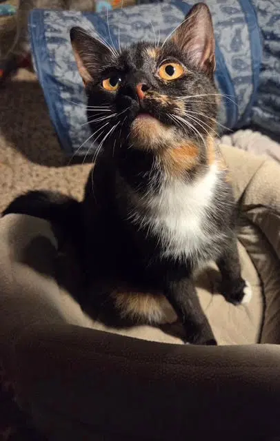 Detour - Domestic Short Hair