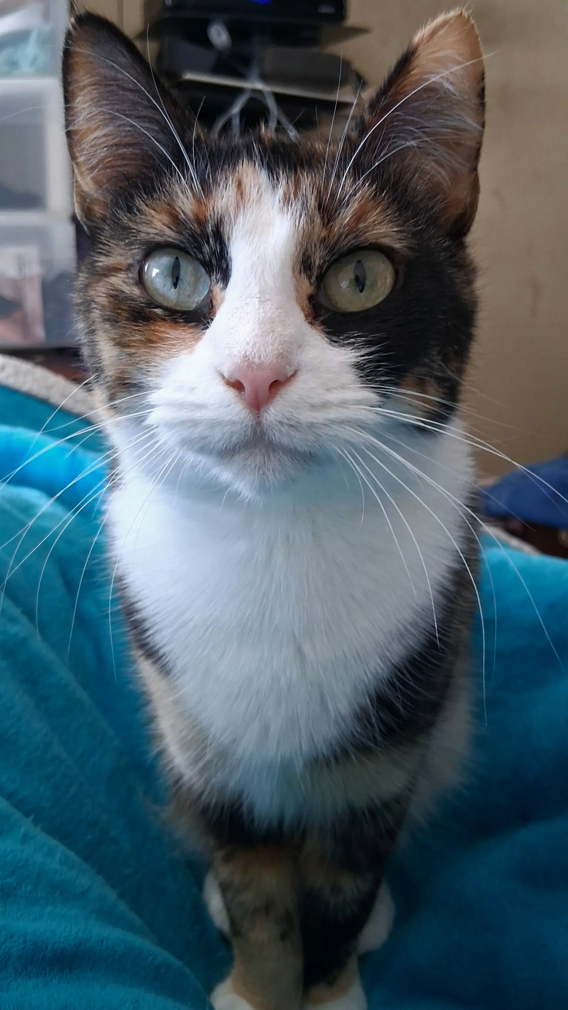 Speckles - Domestic Short Hair