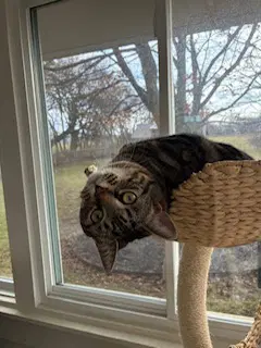Paddington - Domestic Short Hair