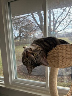 Paddington, Domestic Short Hair, cat for adoption in Lancaster, Ohio