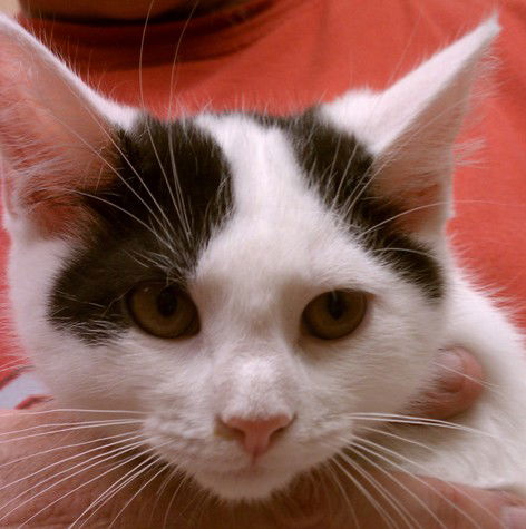 Esme
