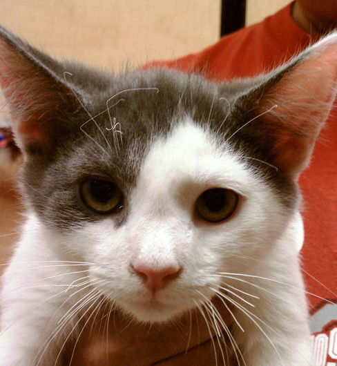Emmett