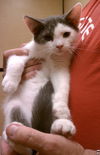Emmett
