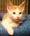 Howie