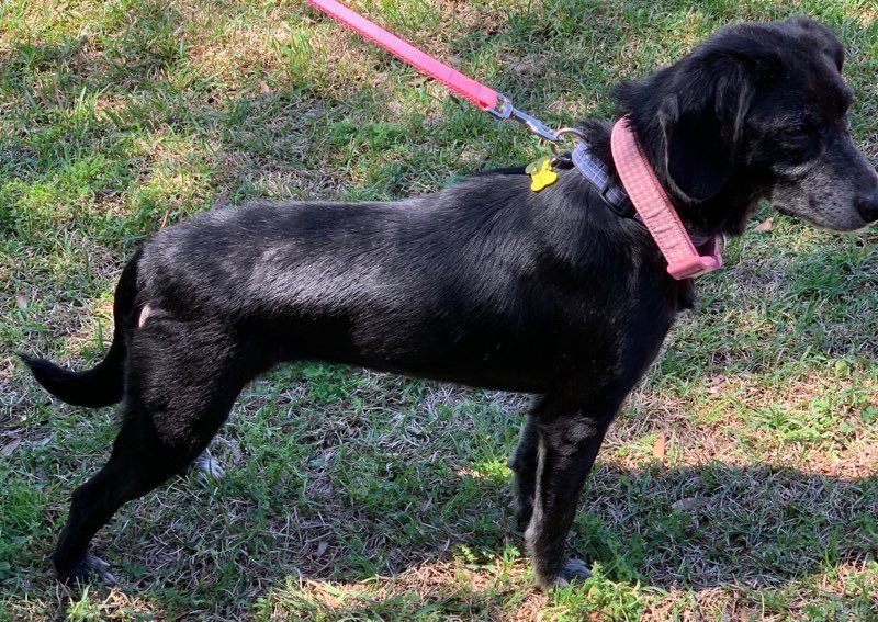 adoptable Dog in Mcdonough, GA named Tessa 1