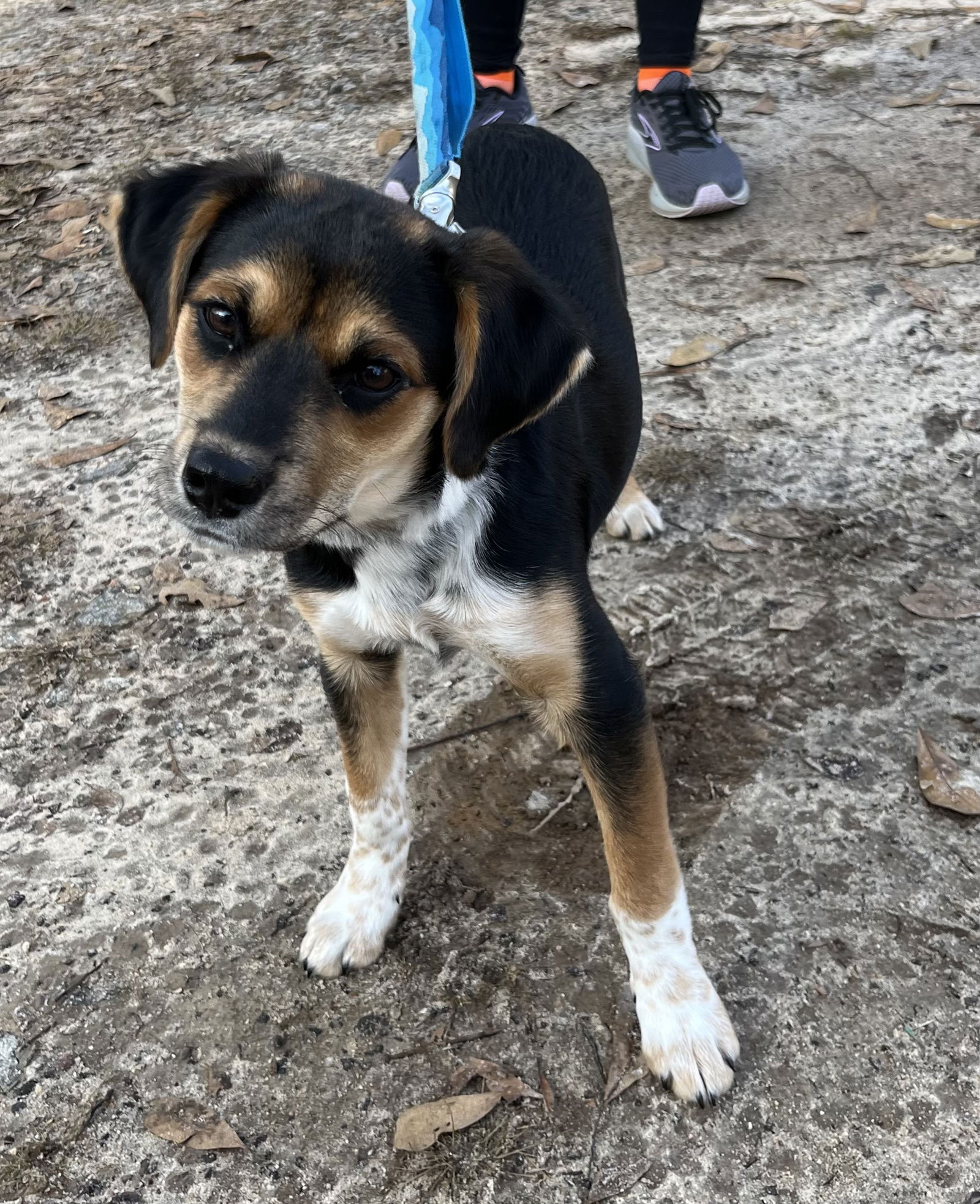 Dog for Adoption - Ellie Mae, a Beagle in Russell, GA | Alpha Paw