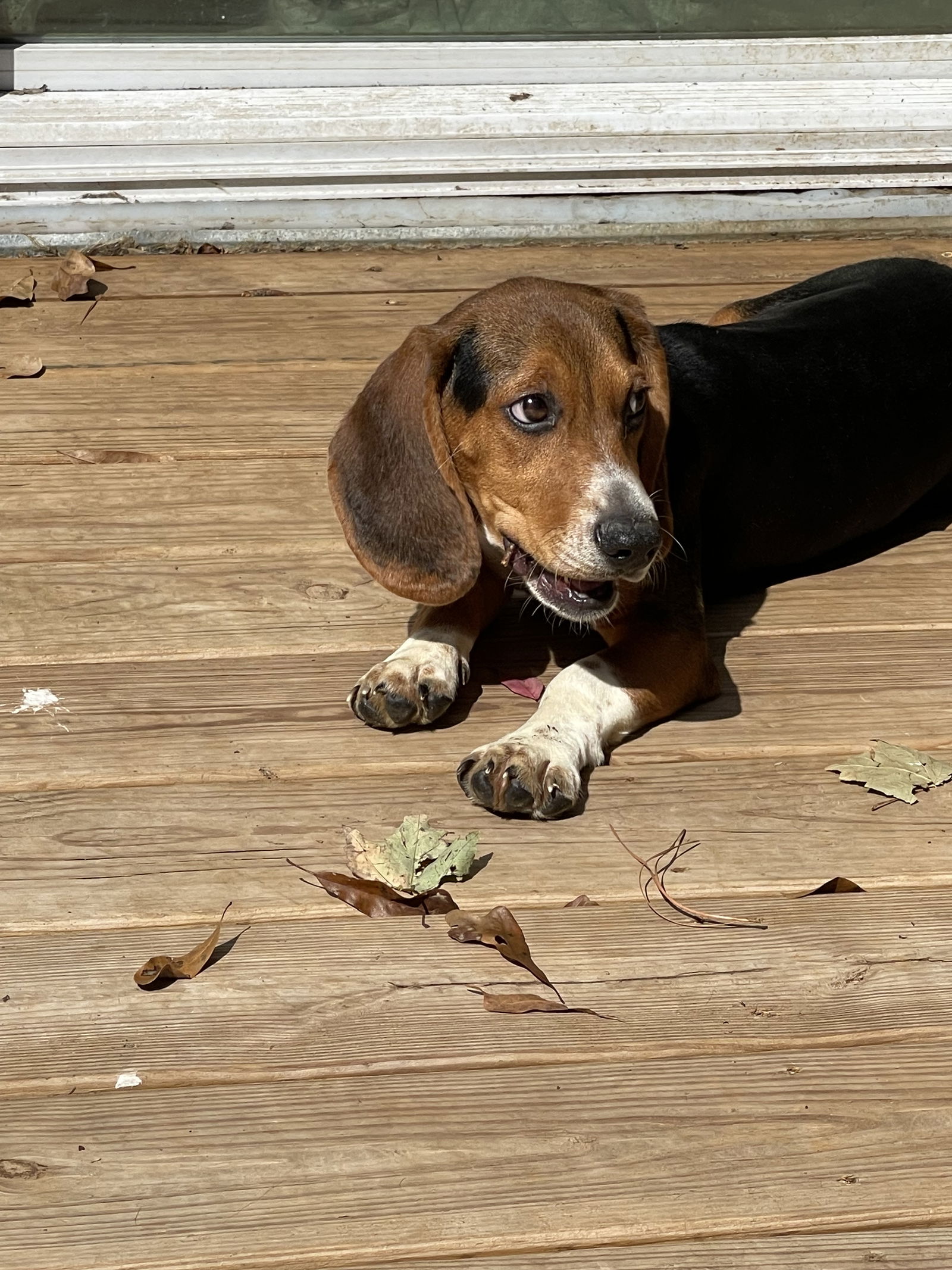 Tates best sale basset hounds