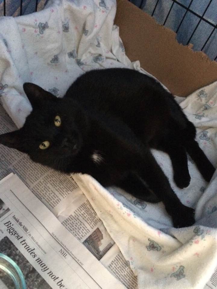 adoptable Cat in North Tonawanda, NY named Savanah