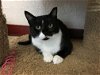 adoptable Cat in tonawanda, NY named Bliss