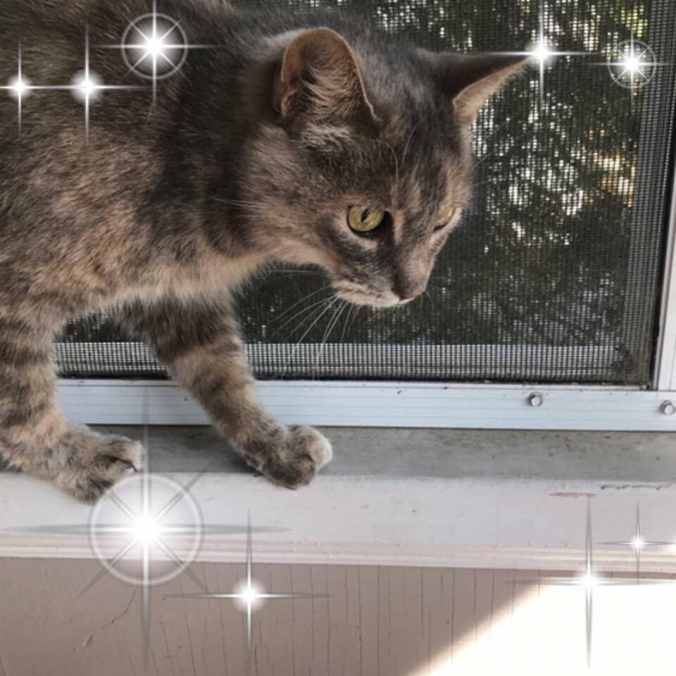 adoptable Cat in North Tonawanda, NY named Scarlett