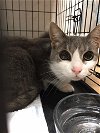 adoptable Cat in tonawanda, NY named Tabitha