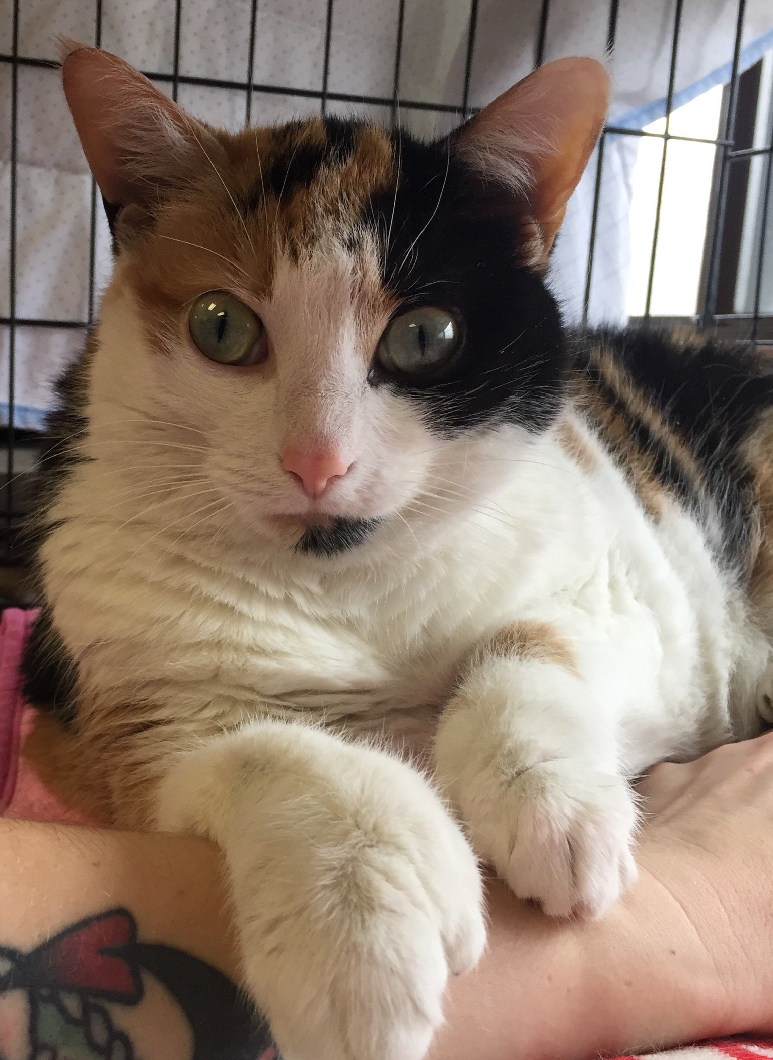 adoptable Cat in North Tonawanda, NY named Missy 5