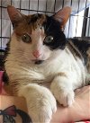 adoptable Cat in tonawanda, NY named Missy 5
