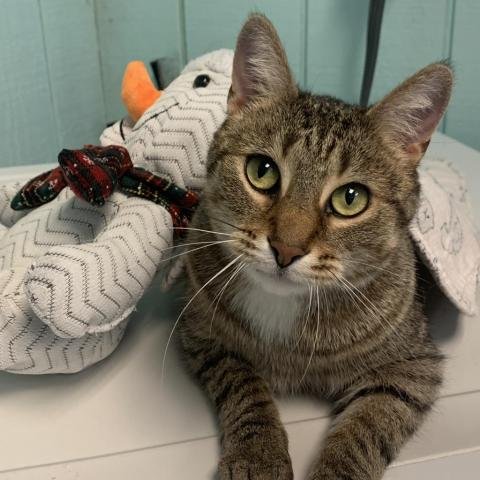 adoptable Cat in North Tonawanda, NY named Garbo