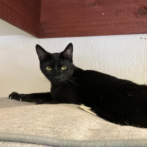 adoptable Cat in North Tonawanda, NY named Marvin