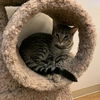 adoptable Cat in north tonawanda, NY named Louise