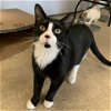 adoptable Cat in tonawanda, NY named Dewey