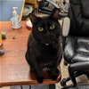 adoptable Cat in , NY named Fantasia