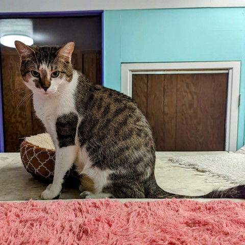 adoptable Cat in North Tonawanda, NY named Tracey