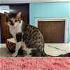 adoptable Cat in tonawanda, NY named Tracey