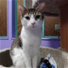 adoptable Cat in tonawanda, NY named Danny