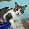 adoptable Cat in tonawanda, NY named Mulligan