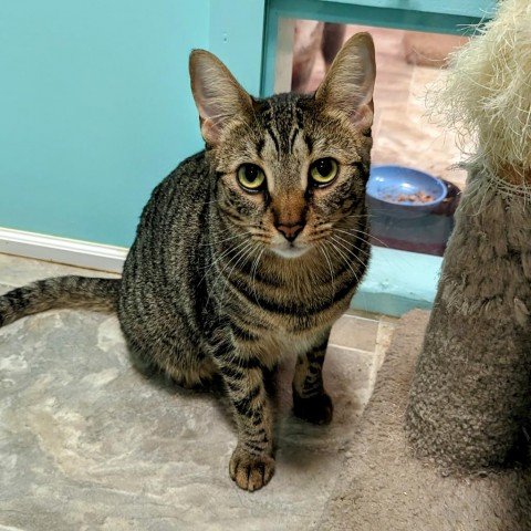 adoptable Cat in North Tonawanda, NY named Moira