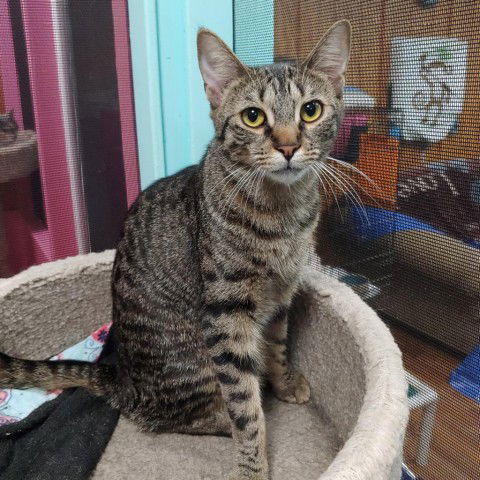 adoptable Cat in North Tonawanda, NY named Marti