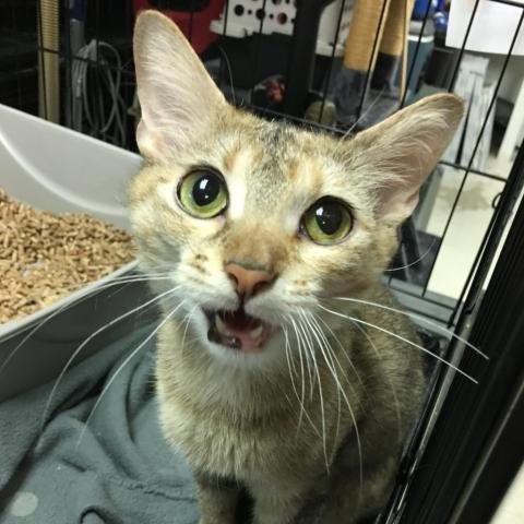 adoptable Cat in North Tonawanda, NY named Copper