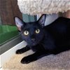 adoptable Cat in tonawanda, NY named Mitzi