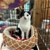 adoptable Cat in tonawanda, NY named Sassy