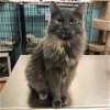 adoptable Cat in  named Mystery
