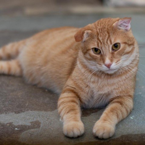 adoptable Cat in North Tonawanda, NY named Thor