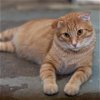 adoptable Cat in tonawanda, NY named Thor
