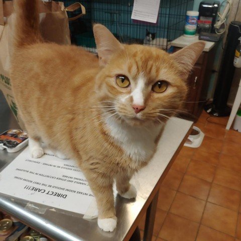 adoptable Cat in North Tonawanda, NY named Cantelope