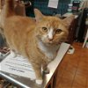 adoptable Cat in tonawanda, NY named Cantelope