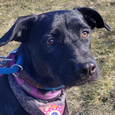 adoptable Dog in North Tonawanda, NY named Montessori 