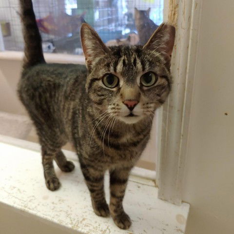 adoptable Cat in North Tonawanda, NY named Missy