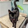 adoptable Cat in north tonawanda, NY named Magic