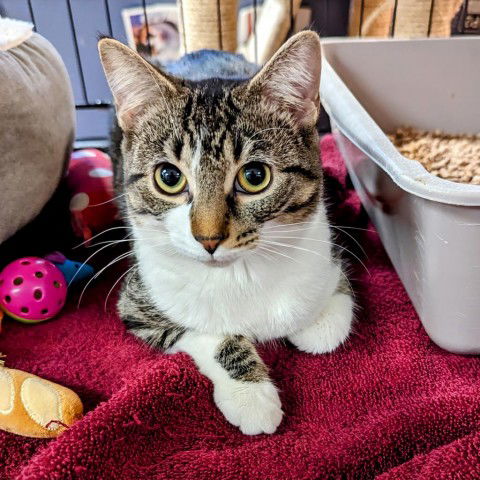 adoptable Cat in North Tonawanda, NY named Jade