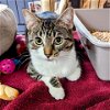 adoptable Cat in north tonawanda, NY named Jade