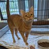 adoptable Cat in tonawanda, NY named Creamsicle