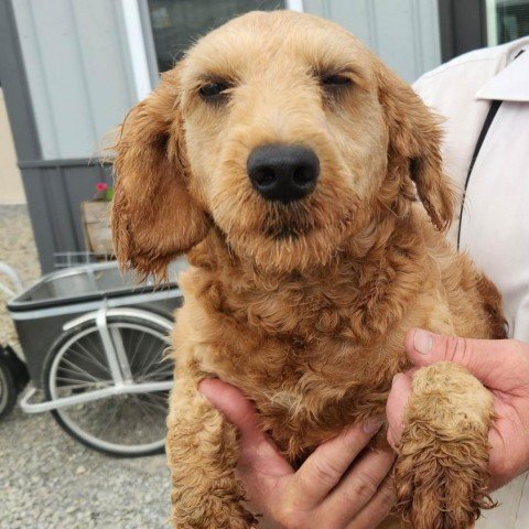 adoptable Dog in North Tonawanda, NY named Penny
