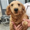 adoptable Dog in tonawanda, NY named Penny