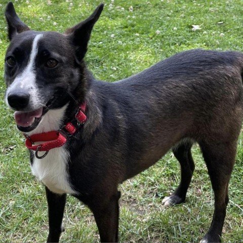 adoptable Dog in North Tonawanda, NY named Addy